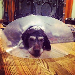 No stranger to trouble